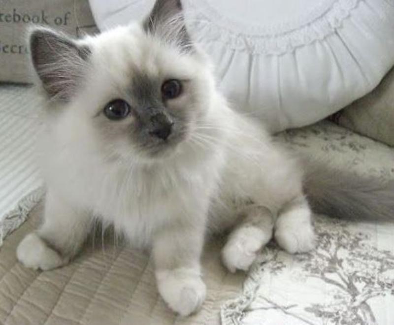 Birman Kitten for Sale