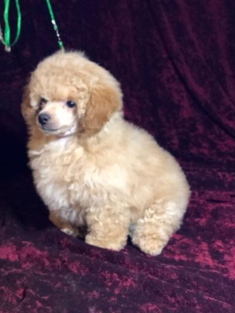 Buy Cheap Healthy AKC Miniature & Toy Poodles Puppies