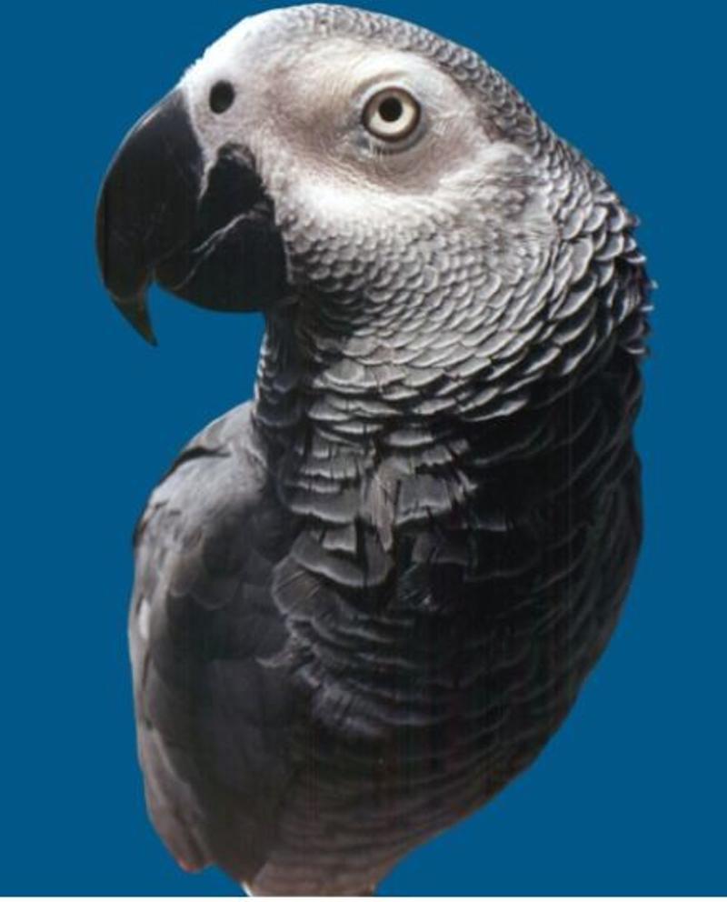 Welcome to African Grey Parrots Home.