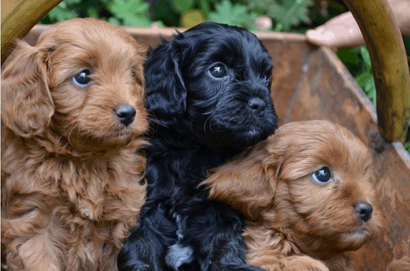 Cavoodle Puppies Available