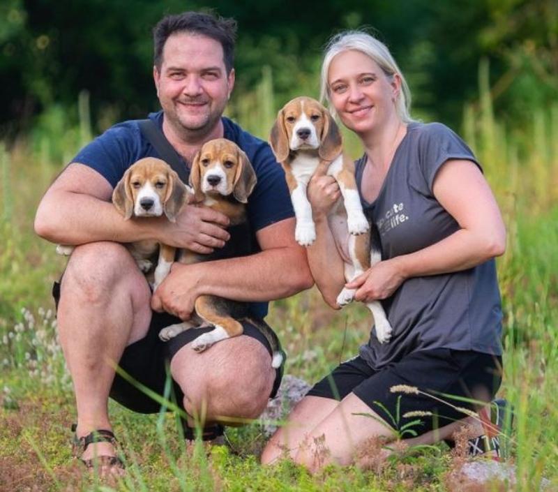 ADORABLE BEAGLE PUPPIES FOR SALE