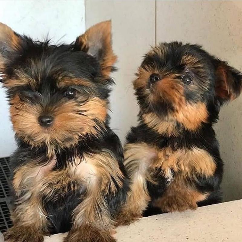 Adorable Yorkshire Terrier Puppy for Sale