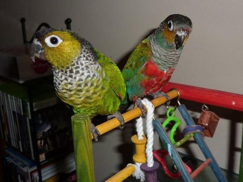 Where to Buy Parrots Online.