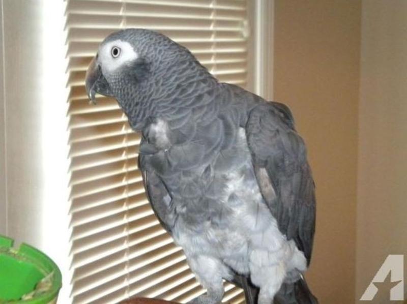 TIMNEH AFRICAN GREY
