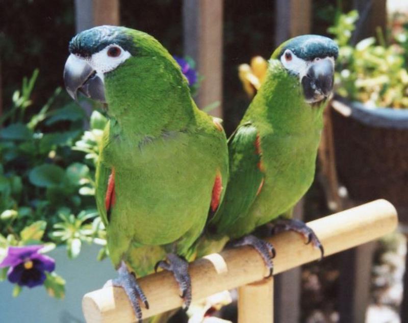 PURCHASE HAHN’S MACAWS