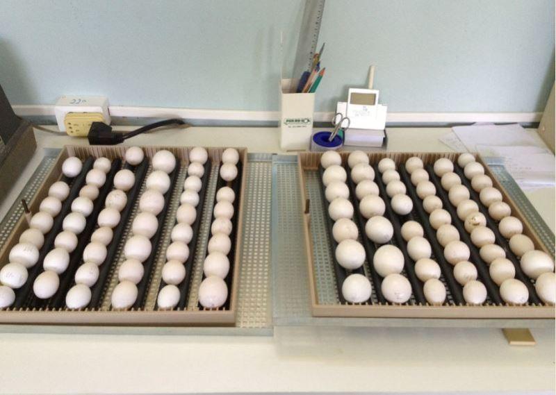 Healthy Parrot Eggs For Sale