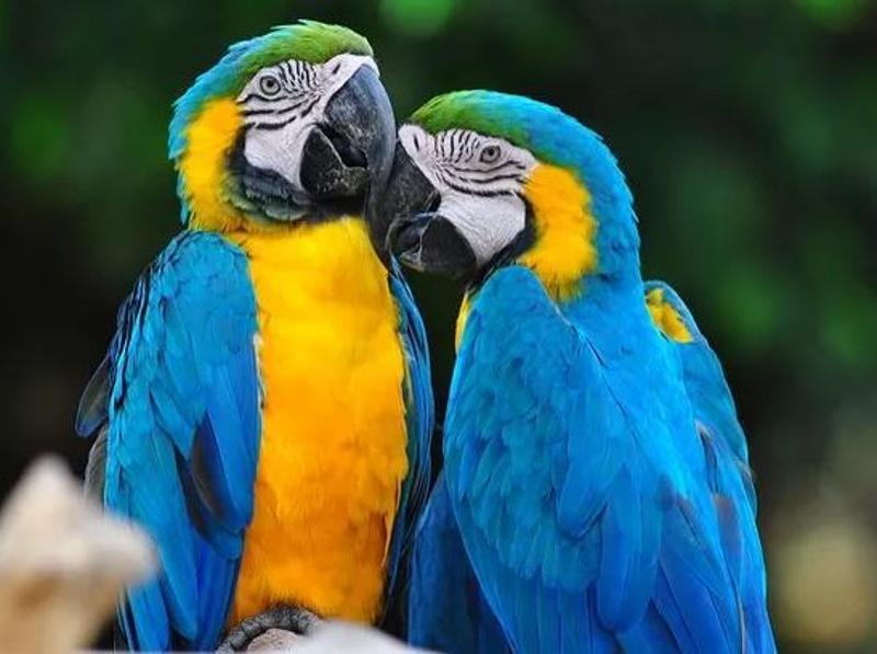 Lovely Blue and Gold Macaw Parrots