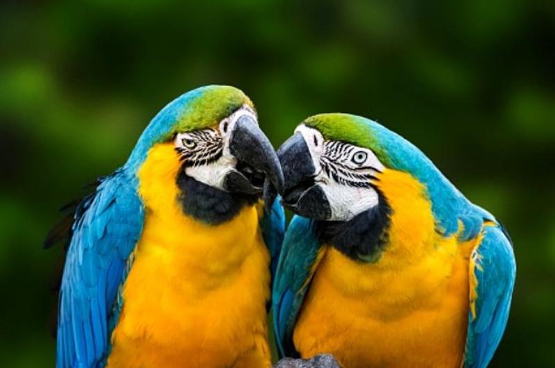 Well Trained & Socialized Blue & Gold Macaw Parrots