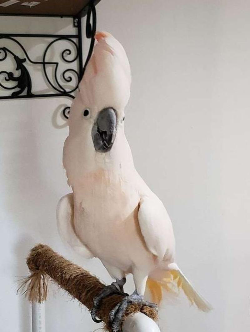 Abby the Cockatoo