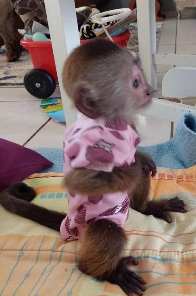 Home trained White face Baby Capuchin Monkeys for sale