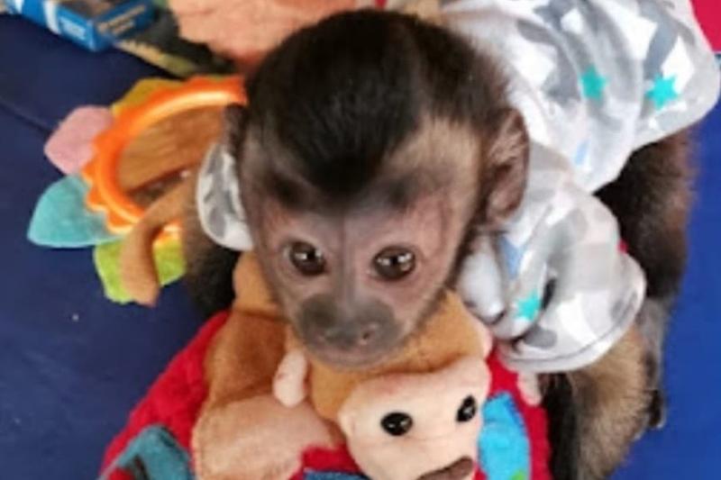 Cute Female and male Baby Capuchin Monkies For Adoption.!!!!!!!