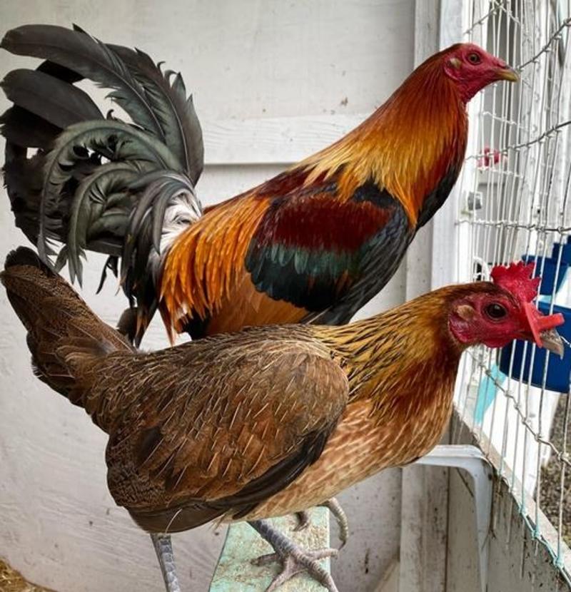 Blood Hatch Toppy Pair