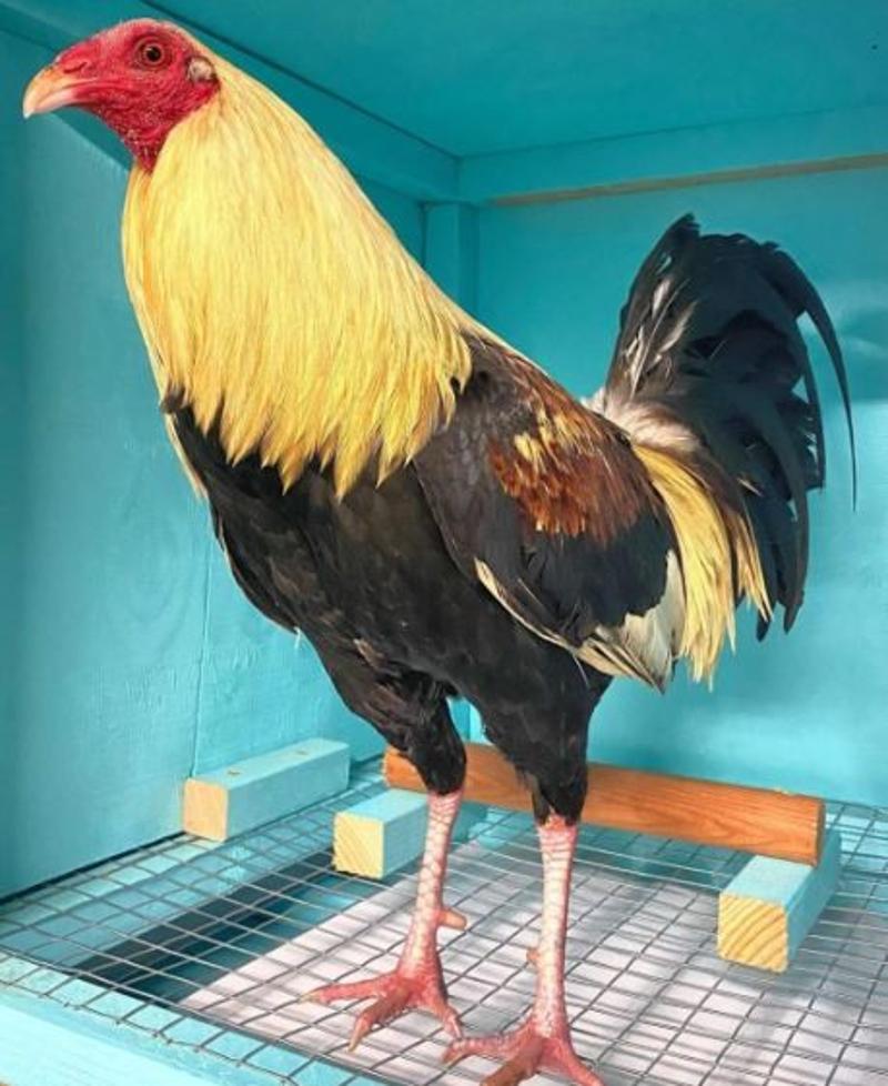 Buy Best GAME FOWLS