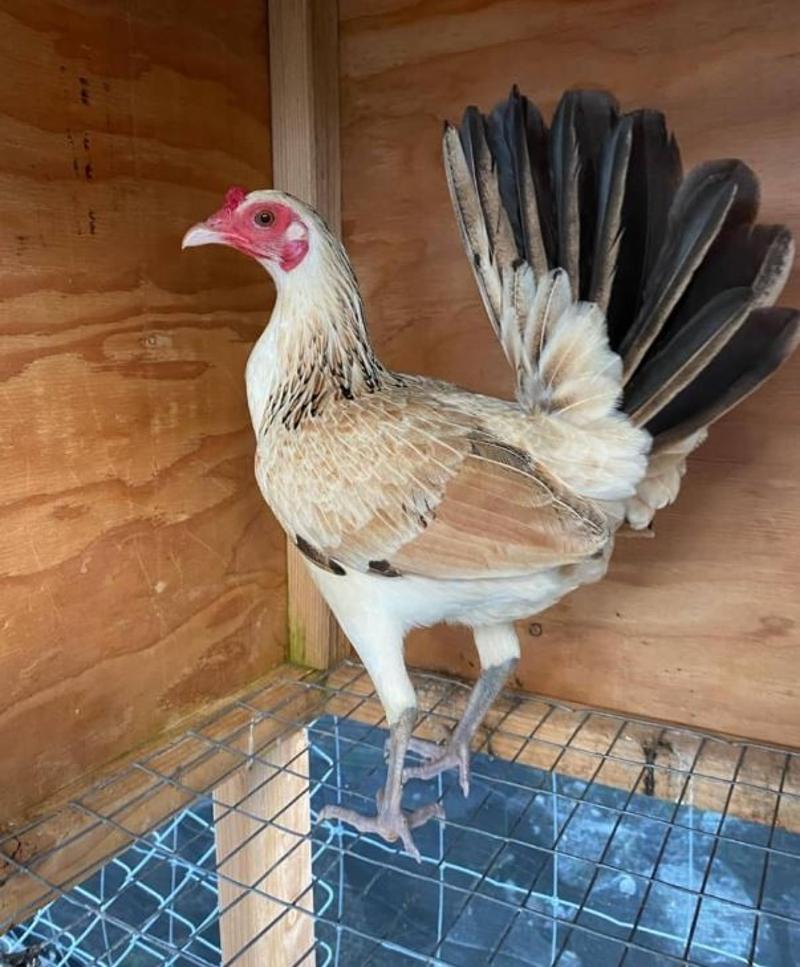 Original Best Pullet Sale