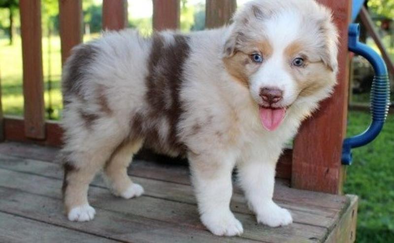Cute Australian Shepherd Puppies for sale