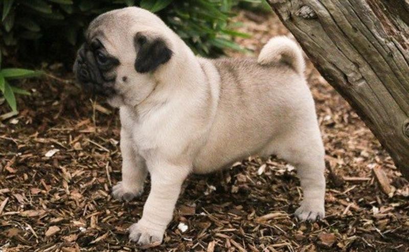 Awesome Pug Puppies