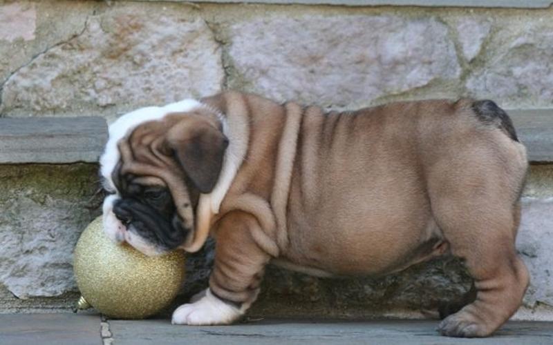 English Bulldogs for Rehoming