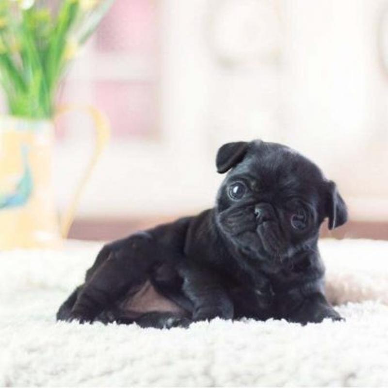 Black Pug Puppies ready for sale