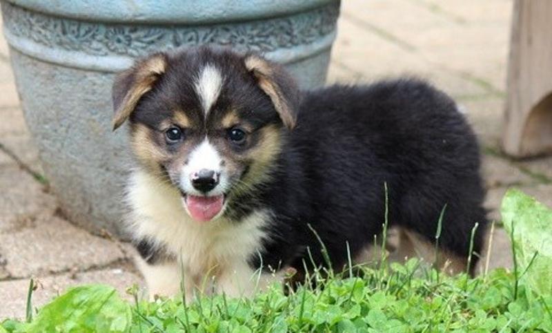 Registered Corgi Puppies For Re-Homing