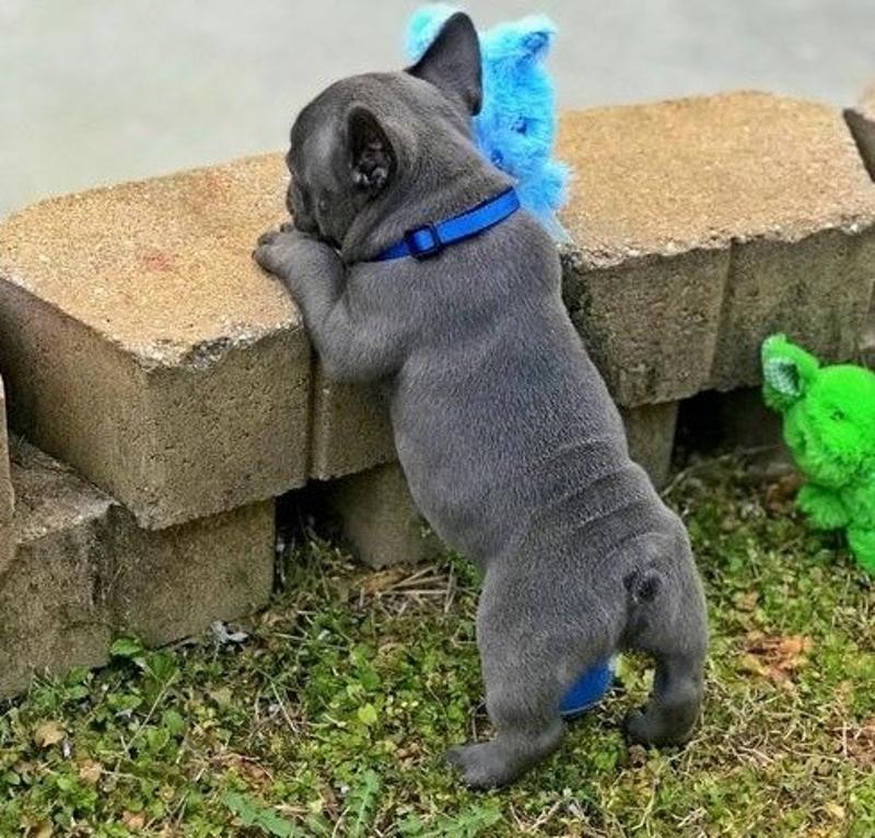 Adorable Male And Female French Bulldog Puppies