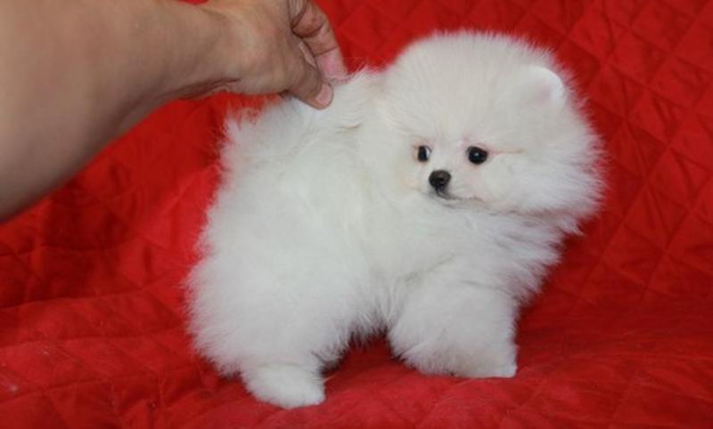 Pure White Pomeranian Puppies.