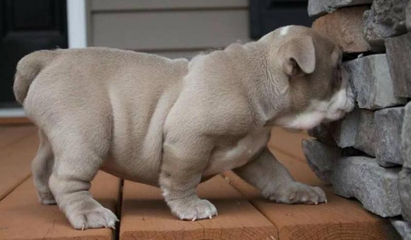 English Bulldog Puppies For Sale