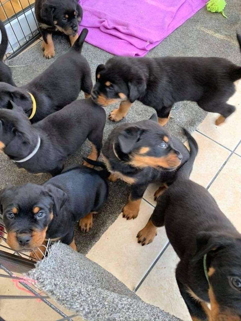 Rottweiler puppies for sale