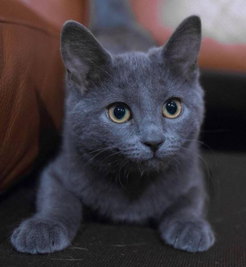 Russian Blue Cat for Sale