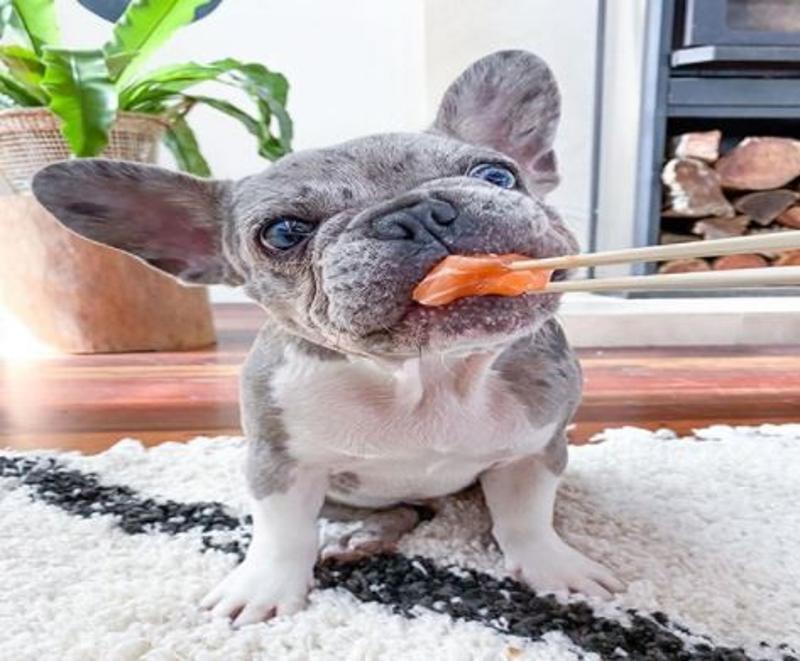 Excellent French Bulldog Puppies Home