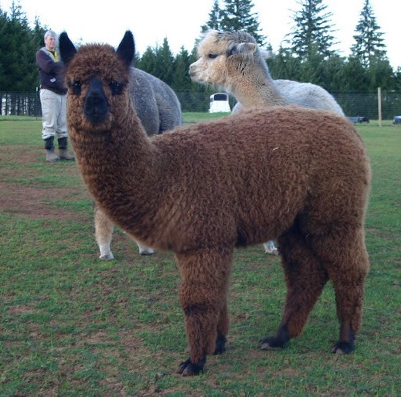 Llama "Alpaca" for Sale