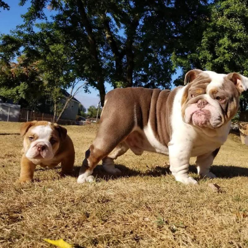 Sweet English bull puppy