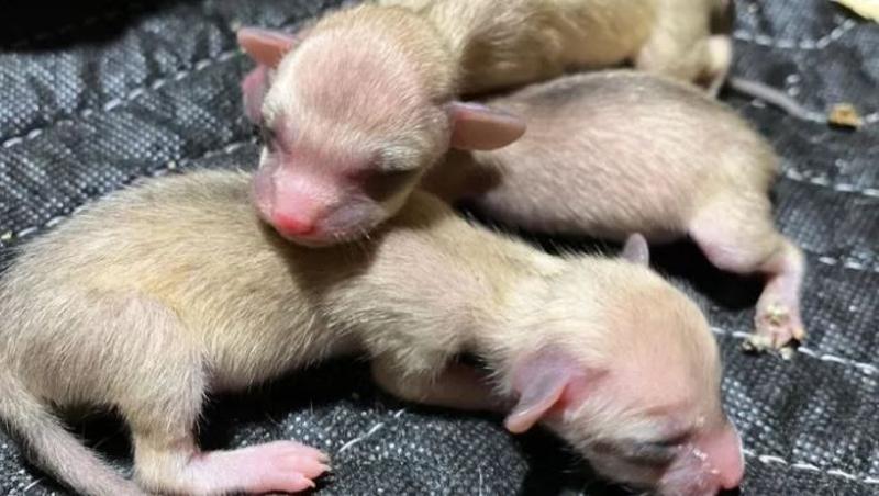 Help Build an Animal Sanctuary for Rescued Foxes