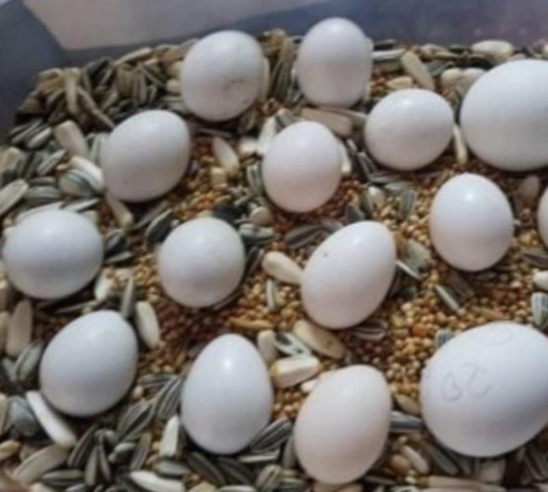 Looking to Buy Parrot Eggs?