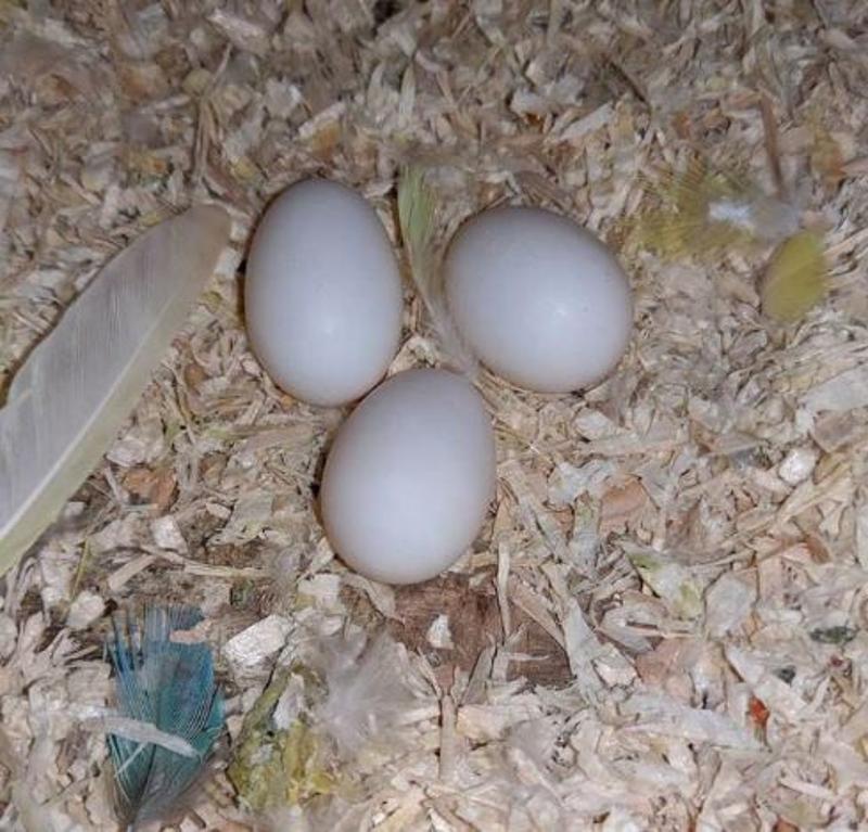 Buy Fertilized Parrot Eggs