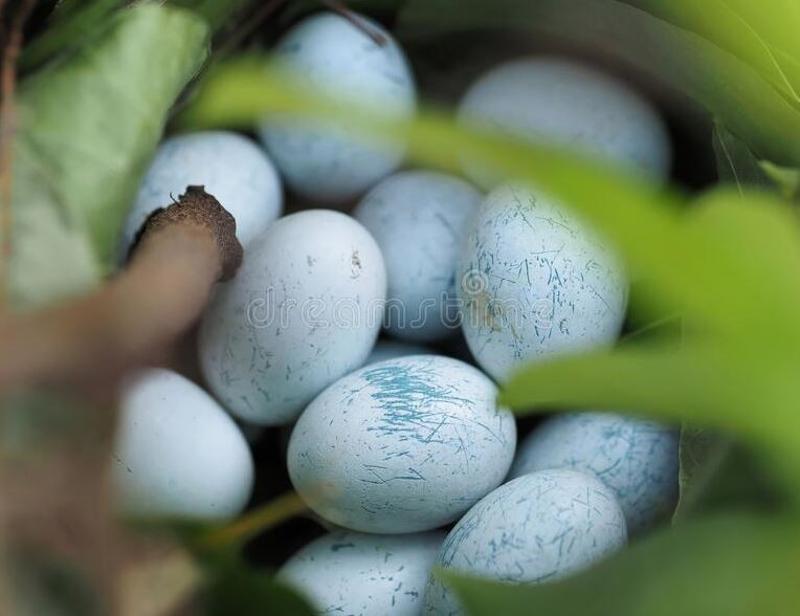 Buy Fertile Parrot Eggs & Ostrich Eggs