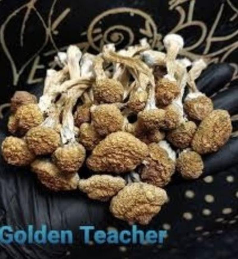 BUY GOLDEN TEACHER MUSHROOMS