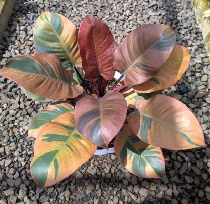 Buy Philodendron Black Cardinal Variegated