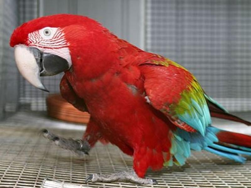 We Provide Talking Parrots for Sale Online