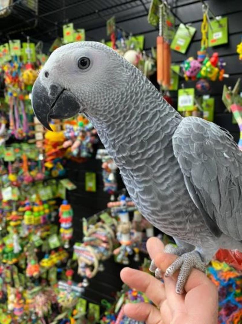 Buy African Grey Congo for Sale