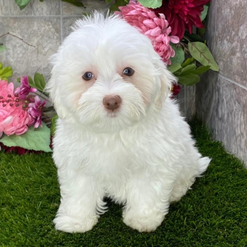 Havanese puppy available
