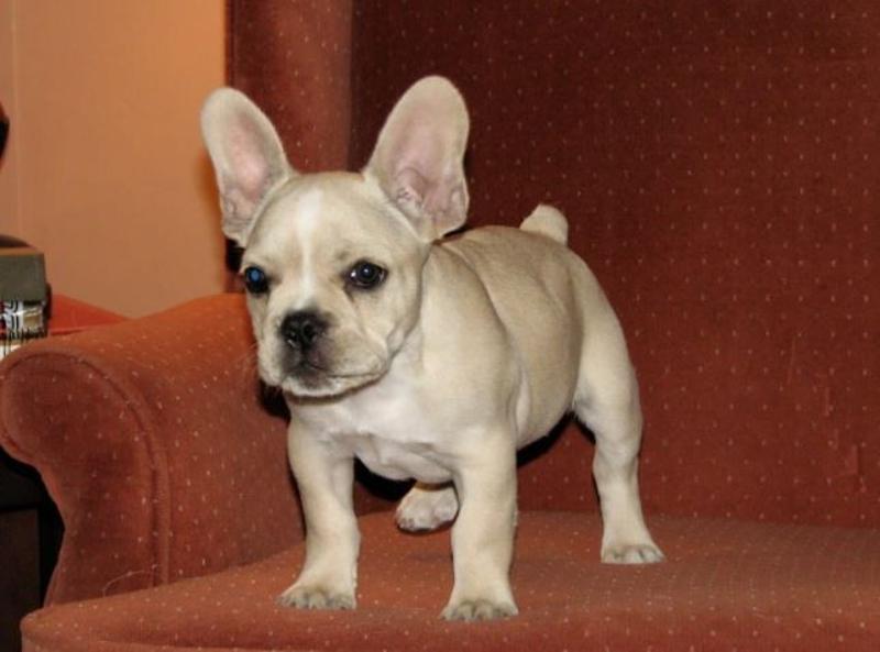 French Bulldog Puppies Available.  ( Vaccinated, dewormed and flea treated)