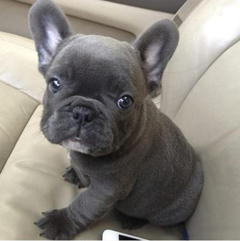 French Bulldog Puppies for Sale Near Me.
