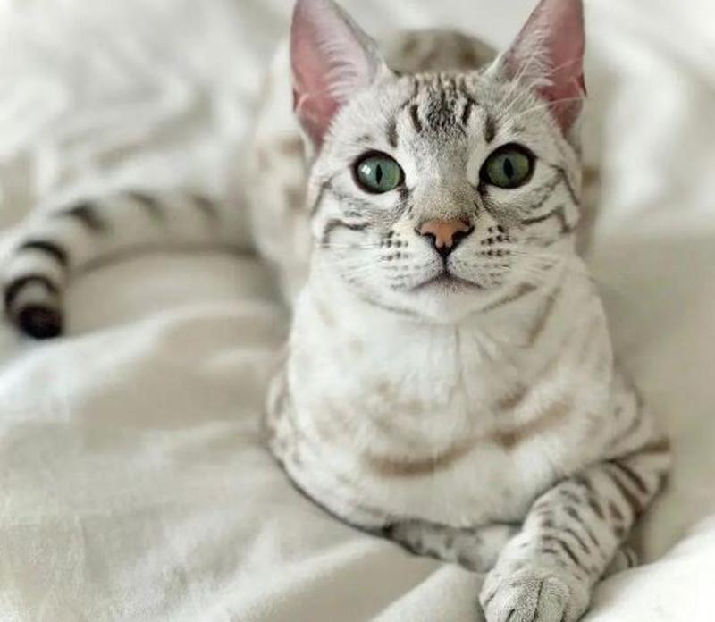 Why Should One Buy A Bengal Cat From Us?