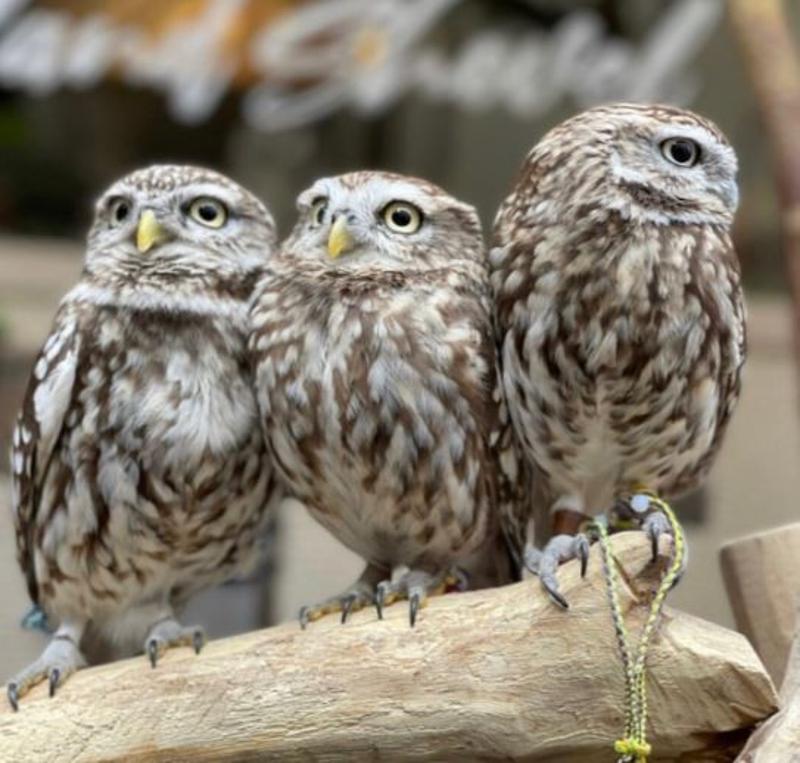 Buy Original Owls