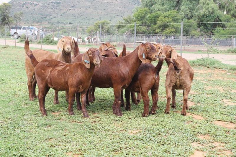 Kalahari Red Goats available for sale