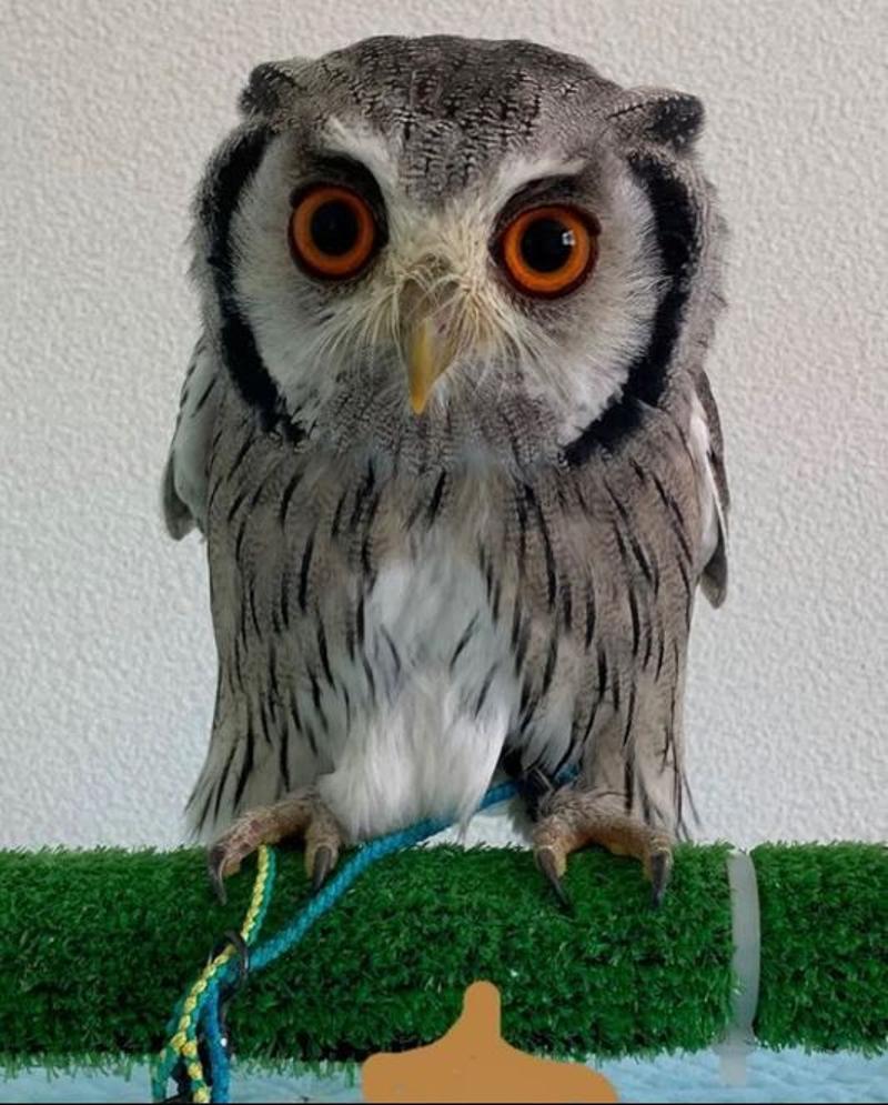 Beautiful Owl Ariel