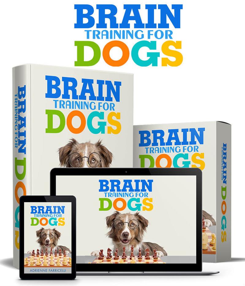 Unlock Your Dog's Hidden Intelligence for Perfect Behavior Tips and Tricks