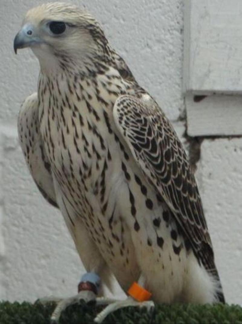 Falcon Birds Brown