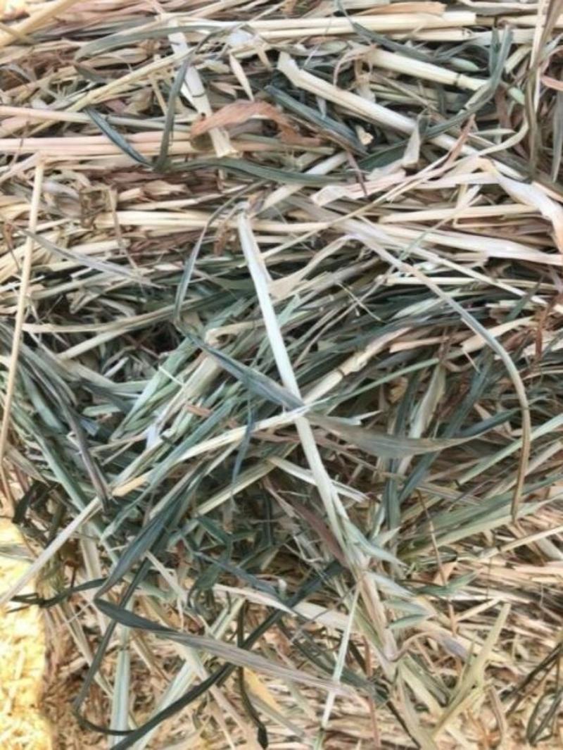 Oat Hay For Sale