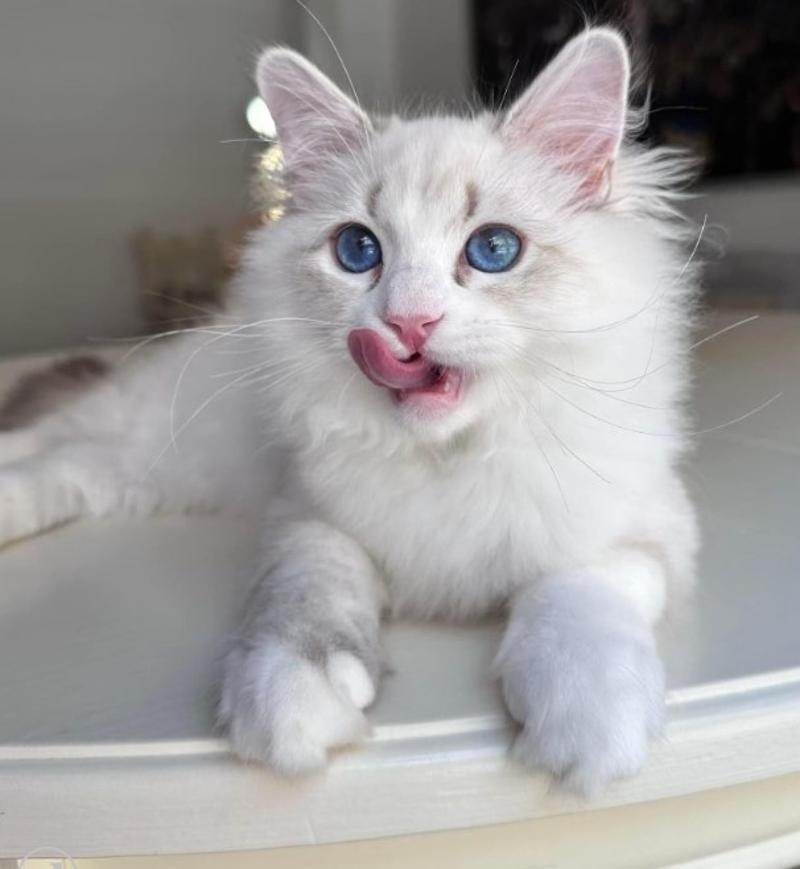 Reputable Siberian Breeders About Becky